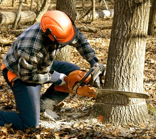 Tree Removal in Ridgeland, WI